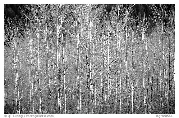 Bare trees. Grand Teton National Park (black and white)