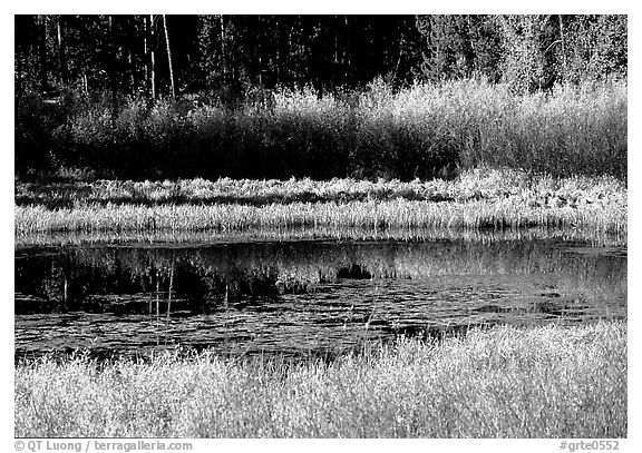Pond with fall colors. Grand Teton National Park (black and white)