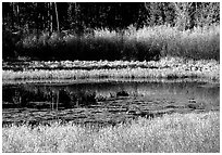 Pond with fall colors. Grand Teton National Park ( black and white)