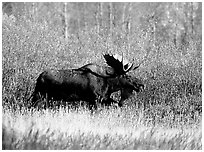 Bull moose in autumn. Grand Teton National Park, Wyoming, USA. (black and white)