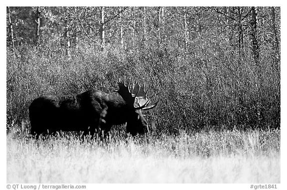 Bull moose out of forest in autumn. Grand Teton National Park (black and white)