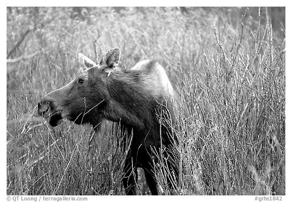 Cow moose browsing on plants. Grand Teton National Park (black and white)