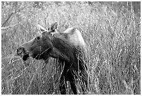 Cow moose browsing on plants. Grand Teton National Park ( black and white)