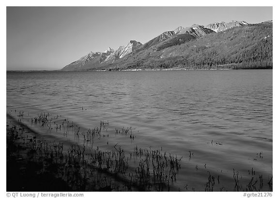 Reeds, Jackson Lake, and distant Teton Range, early morning. Grand Teton National Park (black and white)