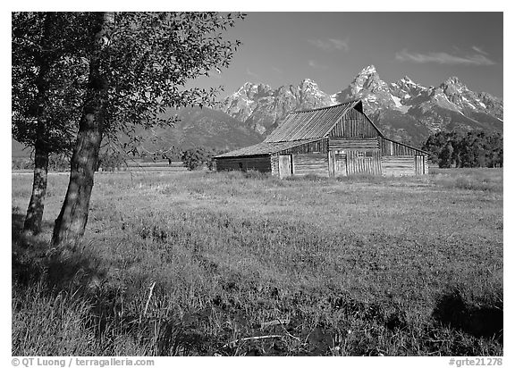 Trees, pasture and Old Barn on Mormon row, morning. Grand Teton National Park (black and white)