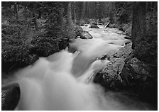 Cascade Creek and dark forest. Grand Teton National Park ( black and white)
