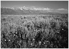 Flats with Arrowleaf balsam root and Teton range, morning. Grand Teton National Park ( black and white)