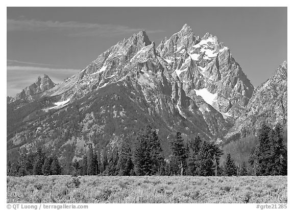Cathedral group raising behind row of trees, morning. Grand Teton National Park (black and white)