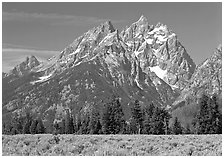 Cathedral group raising behind row of trees, morning. Grand Teton National Park ( black and white)