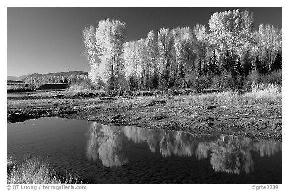 Aspen with autumn foliage, reflected in the Snake River. Grand Teton National Park (black and white)