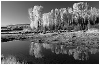 Aspen with autumn foliage, reflected in the Snake River. Grand Teton National Park ( black and white)
