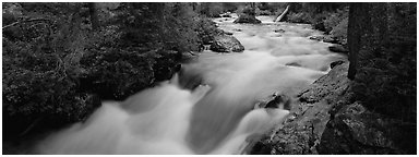Creek flowing in forest. Grand Teton National Park (Panoramic black and white)