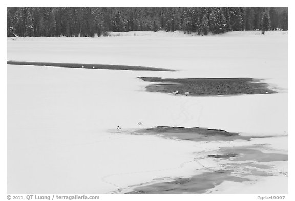 Frozen Oxbow Bend with trumpeters swans. Grand Teton National Park (black and white)