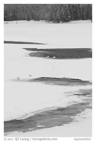 Trumpeter swans in partly thawed river. Grand Teton National Park (black and white)