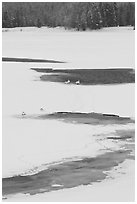 Trumpeter swans in partly thawed river. Grand Teton National Park ( black and white)