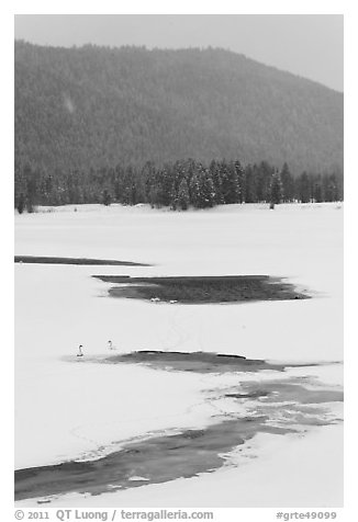 Winter landscape with  trumpeters swans. Grand Teton National Park (black and white)