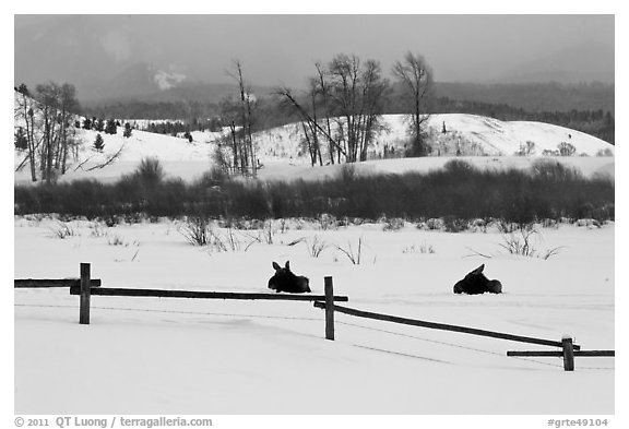 Fence and moose in winter. Grand Teton National Park (black and white)