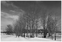 Bare cottonwoods and Moulton homestead. Grand Teton National Park ( black and white)