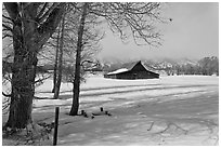 Cottonwoods and Moulton barn in winter. Grand Teton National Park, Wyoming, USA. (black and white)