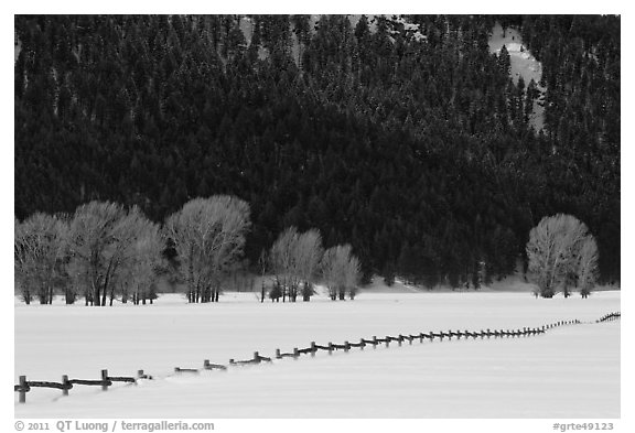 Long fence, cottonwoods, and hills in winter. Grand Teton National Park (black and white)
