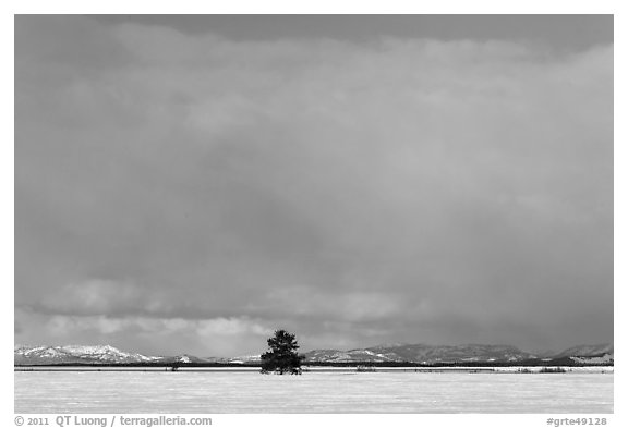 Lone tree and distant mountains in winter. Grand Teton National Park (black and white)