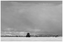 Lone tree and distant mountains in winter. Grand Teton National Park ( black and white)