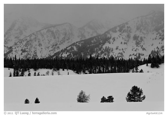 Trees, snowfield, and base of mountains at dusk. Grand Teton National Park (black and white)