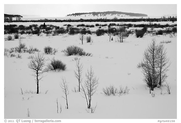 Winter landscape with bare trees and shrubs, Willow Flats. Grand Teton National Park (black and white)