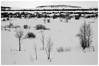 Winter landscape with bare trees and shrubs, Willow Flats. Grand Teton National Park ( black and white)