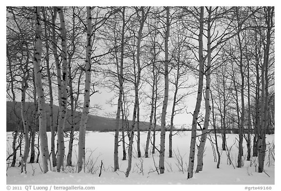 Aspen grove, Willow Flats, winter. Grand Teton National Park (black and white)