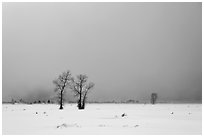 Bare cottonwood trees and storm sky in winter, Jackson Hole. Grand Teton National Park, Wyoming, USA. (black and white)