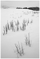 Shrubs in white landscape. Grand Teton National Park ( black and white)