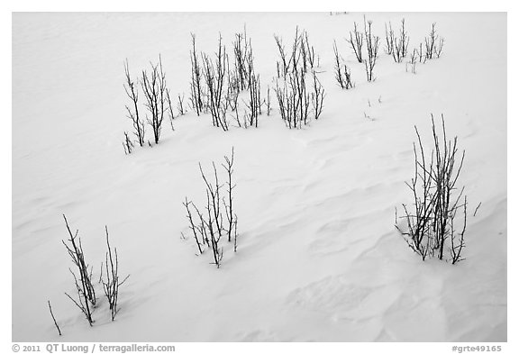 Shrubs and snowdrift patterns. Grand Teton National Park (black and white)