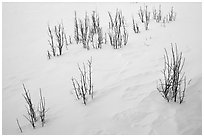 Shrubs and snowdrift patterns. Grand Teton National Park ( black and white)