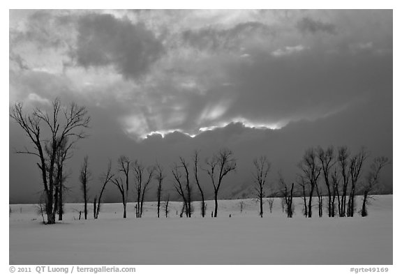 Winter sunset with snow and cottonwoods. Grand Teton National Park (black and white)