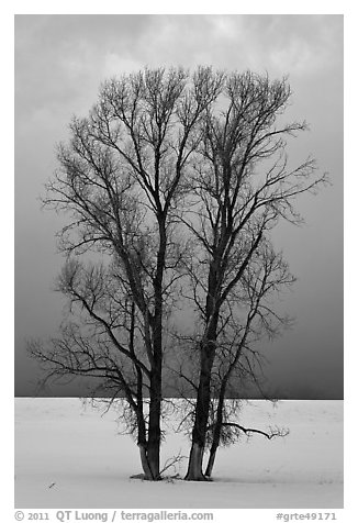 Bare cottonwood trees, snow and sky. Grand Teton National Park (black and white)