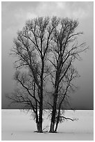Bare cottonwood trees, snow and sky. Grand Teton National Park ( black and white)