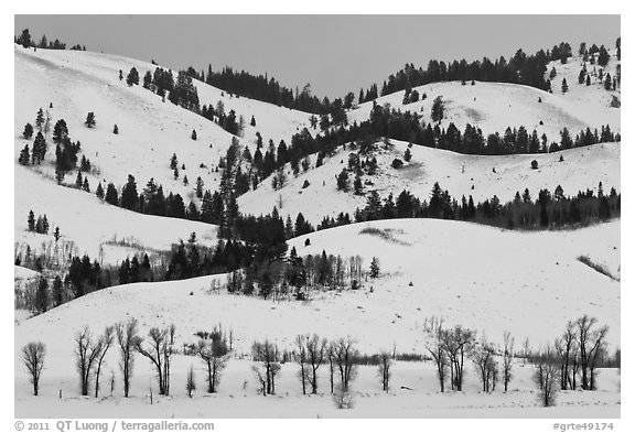 Hills and trees, Blacktail Butte in winter. Grand Teton National Park (black and white)