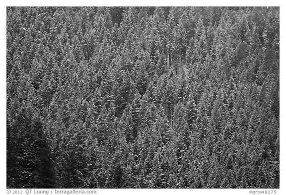 Hillside with frozen conifers. Grand Teton National Park (black and white)