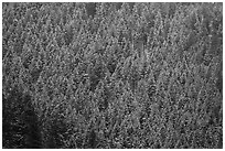Hillside with frozen conifers. Grand Teton National Park ( black and white)