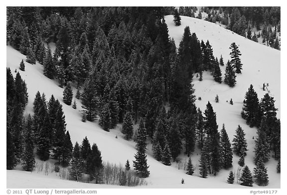 Conifers on hillside in winter. Grand Teton National Park (black and white)