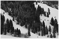 Conifers on hillside in winter. Grand Teton National Park ( black and white)