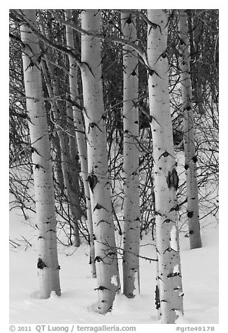 Aspen trunks in winter. Grand Teton National Park (black and white)