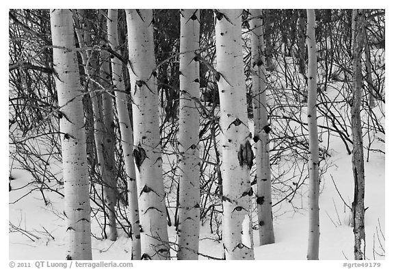 Trunks of aspen trees in winter. Grand Teton National Park (black and white)