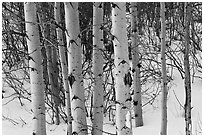 Trunks of aspen trees in winter. Grand Teton National Park ( black and white)