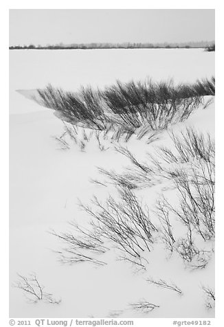 Winter landscape with shrubs and frozen Jackson Lake. Grand Teton National Park (black and white)