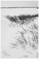 Winter landscape with shrubs and frozen Jackson Lake. Grand Teton National Park ( black and white)