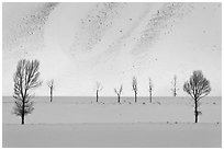 Bare trees and butte in winter. Grand Teton National Park ( black and white)