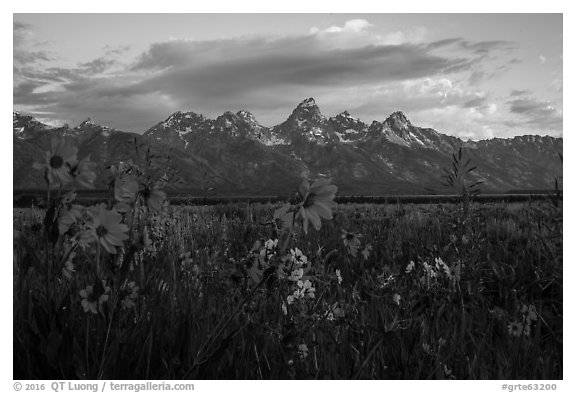 Arrowleaf Balsam Root and Tetons at sunrise from Antelope Flats. Grand Teton National Park (black and white)