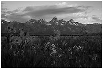 Arrowleaf Balsam Root and Tetons at sunrise from Antelope Flats. Grand Teton National Park ( black and white)
